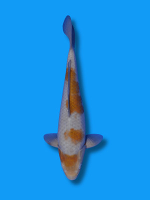 Ochiba Shigure | Koi&Co.